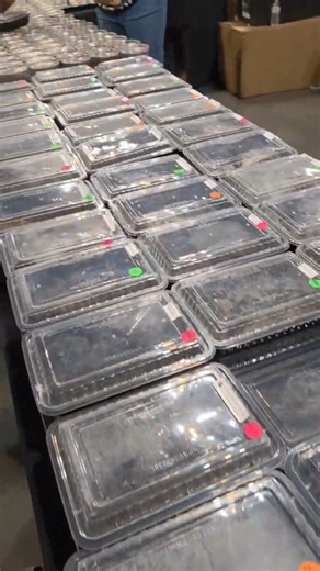 💥 Exploring Mary’s Webs: Massive Tarantula Collection! 😉 | ¡Tarántulas Gigantes en Mary's Webs! 🕷️