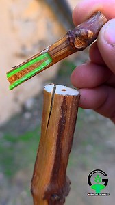 V-grafting techniques for grafting a grapevine during late winter season | Easy Grafting Techniques