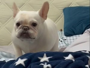 懵懵的coco子，听到“走”就会化身进击的猪猪