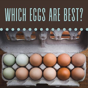 The Difference Between Pastured, Organic, and Free-Range Eggs