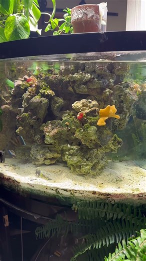 You are the head of your clean 🧼 up crew!!#saltwaterfishtank #saltwateraquarium