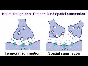 Differences Between Spatial summation and Temporal summation in Neurotransmission