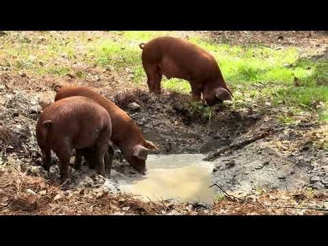 Red Wattle Hogs got a new wallow
