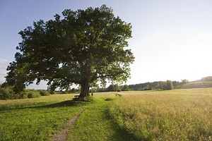 Le chêne, faux timide et vrai bavard : un podcast de notre série « Nous, les vivants »