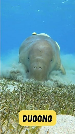 Dugong Dance Song for Kids | Fun & Gentle Ocean Animal Song | Phonics & Ocean Learning | #abcd #kids