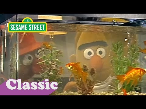 Bert Gets a Fish Tank | Sesame Street Classic