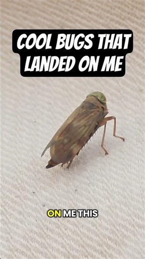 6 cool bugs that landed on me this summer