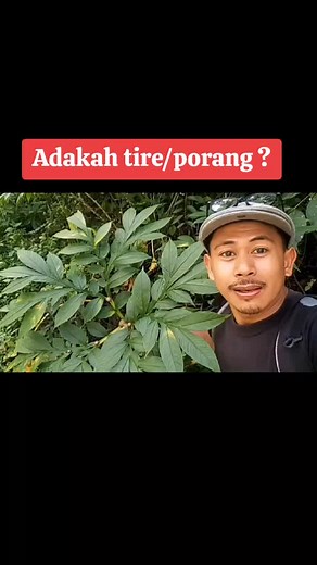 Pohon Porang: Manfaat dan Keunikan Tanaman Angker