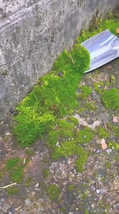 2.6M views · 10K reactions | Moos The Gentle Giants of the Forest #trendingreels #training #facts #moss #shorts #factsshorts | MBN FACTS KF | Facebook