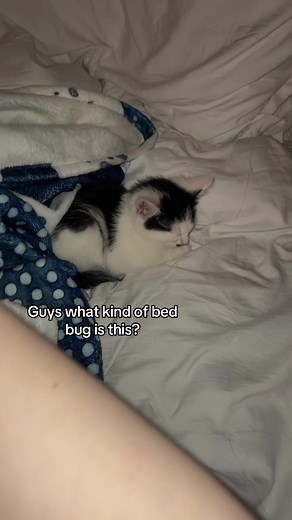 My new best friend #foryoupagе #blowup? #goviral #kitten