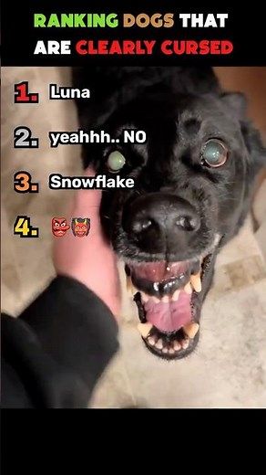 Ranking Cursed Dog Moments