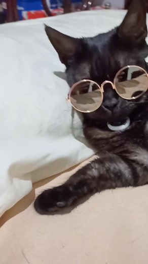 Pía derrochando flow 😂. . . Eta tu no la tiene 😎🤙🏼. #fypシ #catsoftiktok #humor