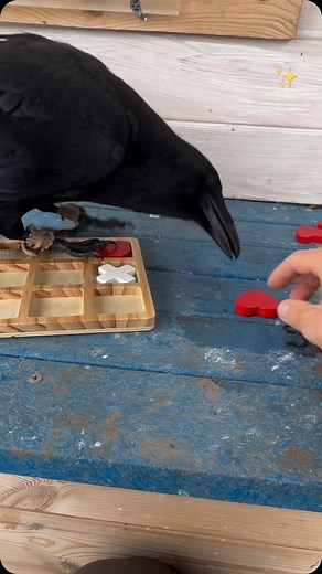 Must have stuff on Instagram: "One striking aspect of crow intelligence is their problem-solving skills. In experiments, crows have been observed using tools to obtain food, a behavior once thought to be exclusive to humans and a few other species. They fashion sticks into hooks to extract insects from crevices and even use cars to crack open nuts by dropping them onto busy streets, waiting for passing vehicles to crush the shells. Communication is another hallmark of crow intelligence. They hav