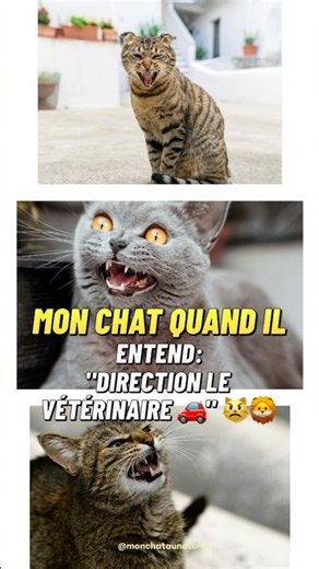 😾😹 Quand ton chat doit aller chez le vétérinaire