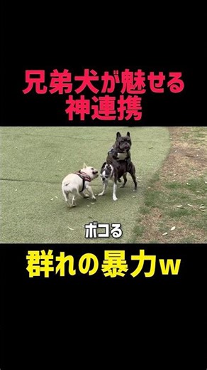 連携技でボストンテリア討伐！#犬 #フレンチブルドッグ #ボストンテリア #犬のいる生活 #犬と遊ぶ #犬好き #犬動画 #多頭飼い #犬の日常 #癒し犬 #犬ショート #バズれ #可愛い犬 #面白い