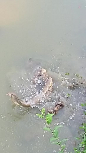 Exploring a Large Python in Murky Waters