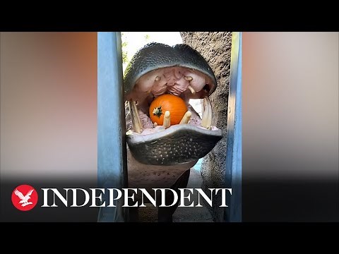Hungry hippo devours entire pumpkin