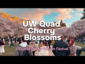 UW Quad Cherry Blossoms 🌸 | University of Washington Spring Walk, Peak Bloom Seattle (4K)