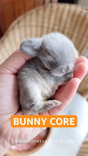 BUNNY CORE FUNNIEST MOMENTS 🐰😂 | Try Not To Laugh Compilation