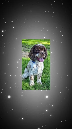 Sand Hollow Doodles on Instagram: "Guess what? Mini Cockapoos coming Valentines Day! Don't miss out! Join our waiting list today. 😍 #perfectpuppy❤️🐶 #cockapoos"