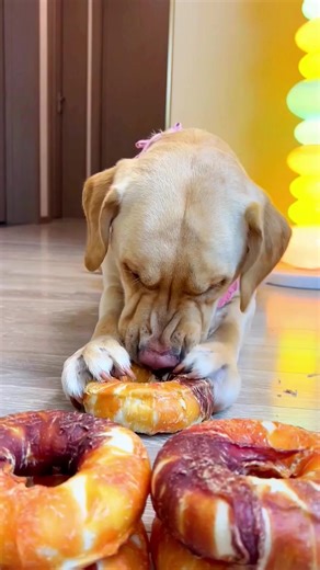 Immersion teething #dogs #funnydog #goldenretriever | Gsadfwe