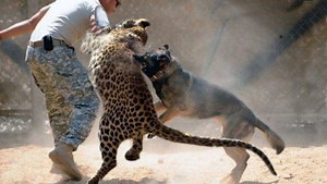 394K views · 3.1K shares | Top 10 Best To Discipline Dog Breeds | Pitbull World | Facebook