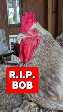 What Happened To Bob The Rooster?