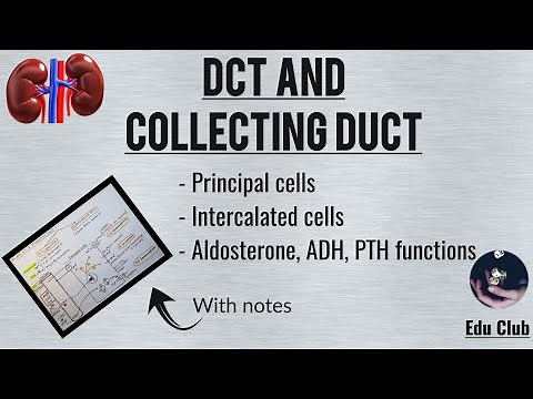 DCT (Distal Convoluted Tubule) and Collecting Duct || Renal physiology