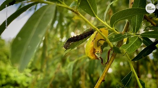 'Gypsy' moth name changed over ethnic slur concerns