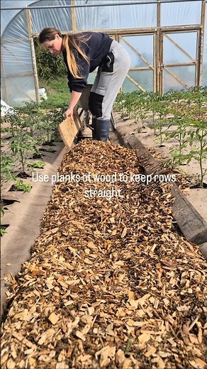 How I set up my polytunnels 🌱