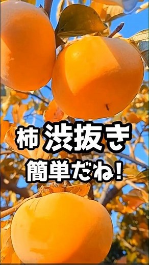 柿の渋抜き 25度の焼酎で #家庭菜園 #自然栽培