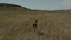 Depredador vs Lobo: Enfrentamiento Épico 🔥🐺