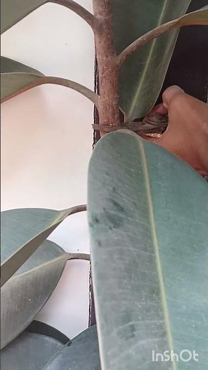 Rubber Plant Pruning