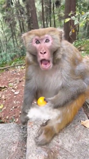 Funny Monkey Compilation 😂 Cute Monkey Core Moments That'll Make You Laugh