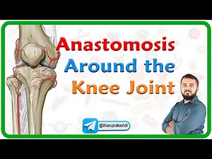 Anastomosis around the Knee Joint/ Genicular anastomosis: Lower limb anatomy USMLE Step 1