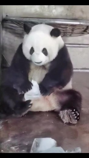 The weather is too hot to cool down #panda #cutepanda #hot #pandasakha