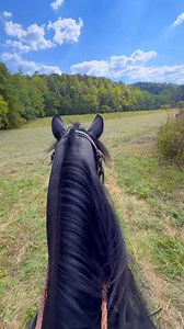 FOR SALE SMOKEY VALLEY PERFORMANCE TRAIL HORSES 💥Are you an avid trail rider seeking a horse that will give you a more thrilling experience? Not a plodding, slow nose-to-tail trail horse? Then you need a Smokey Valley Horse! 💥 Are you a dedicated endurance rider looking for that special horse to start dominating races and crushing personal bests? With unmatched stamina, fast recovery, and the kind of relentless drive that leaves even top Arabians in the dust? Then you need a Smokey Valley Hors