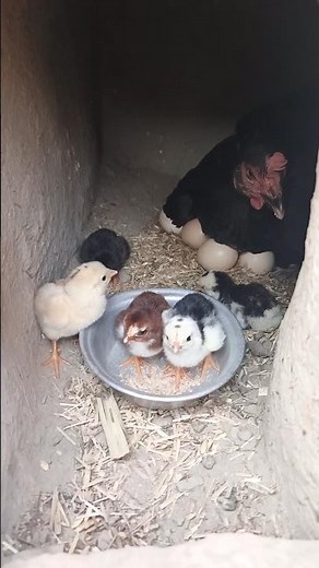 Cute Baby Chicks Hatching from Eggs 🐣 | Mother Hen with Newborn Chicks