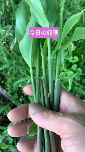 初夏の贅沢…採れたて茗荷竹（ミョウガダケ）をそのまま漬けるだけ #初夏の味 #旬の食材 #山 #shorts