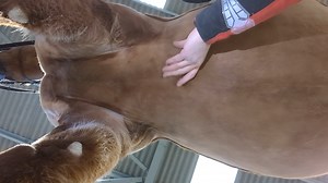 91K views · 760 reactions | We originally put out this video 2 years ago but it's well worth a watch if you fancy an informative video all about the impact girthing has on a horses movement. It's an interesting watch for any equestrian who wants to get thinking or learn something new ! This video also provides a deep insight into the design of the FreeSpace girth. | WOW Saddles | Facebook