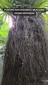 Old Man Palm or Cocothrinax crinita is a palm endemic to Cuba. It has strange fibers growing from its trunk that resembles the hair of an old man thus the name. it also looks like the character Cousin It from the TV show Adam's family. #LearnOnIG #kuyakimanona #longervideos #fyp | Kuya Kim Atienza