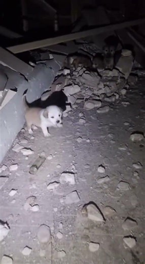 Puppies Found Locked Inside an Abandoned House — Rescue in Action #DogRescue #AnimalRescue