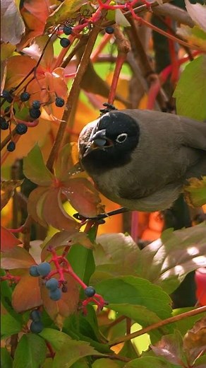 These berries are poison to us. Not to this bird. #birdwatching #wildlife #birds
