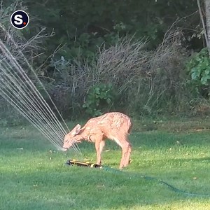 596K reactions · 134K shares | Humans and animals aren't that deer-firrent! We all like to stay cool on a hot day, as this adorable fawn demonstrates 歷  | storyful | Facebook