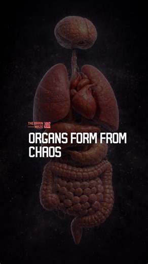 Organs form from chaos - What if your heart, lungs, and brain formed without a blueprint, can chaos really organize itself into life, and how does order rise from pure cellular randomness? | The Brain Maze