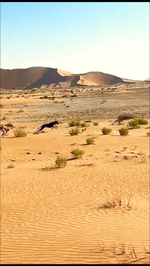 rabbit vs Italian hunting dogs , best hunting dogs for big game, 3, #huntingdogs #puppy #shorts #dog