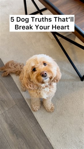 Luna The Mini Cockapoo | They love harder than we’ll ever understand 💔 #dogs #puppylove #minicockapoo | Instagram