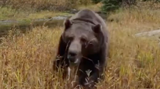Moment huge grizzly bear bursts out from cage and charges at camera