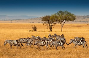 Nos suggestions de documentaires animaliers à découvrir