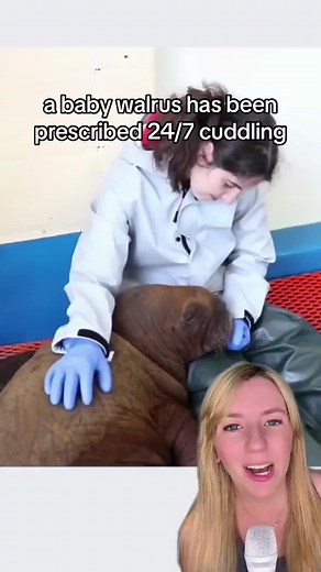 1.5M views · 101K reactions | A rescued baby walrus has been...
